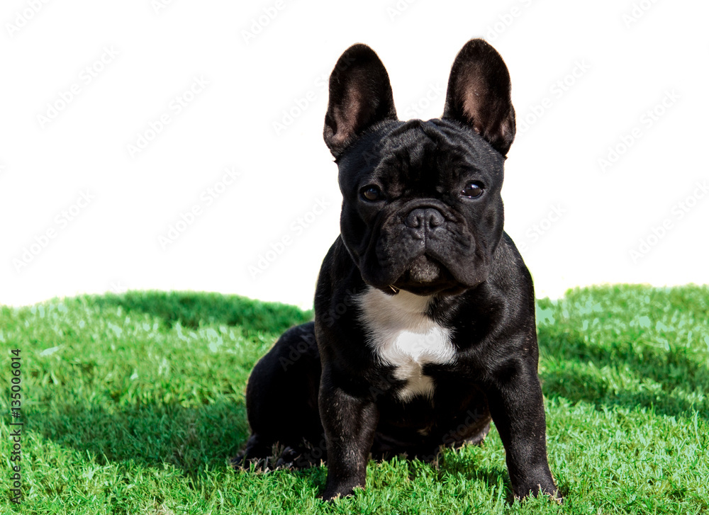 Black French bulldog purebred pet sitting on green grass