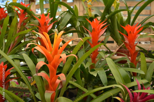 Bromélia