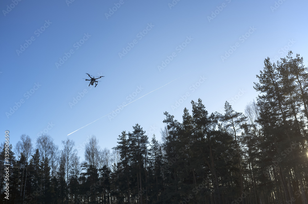 quadrocopter drone flying in the blue sky above the tall pines trees at sunset quadrocopter drone flying in the blue sky above the tall pines trees at sunset