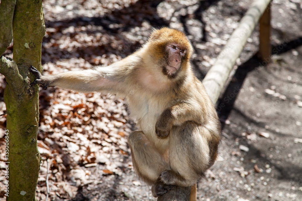 Obraz premium Monkey