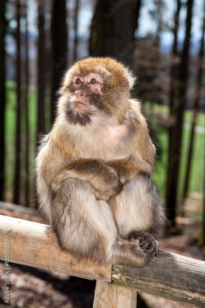 Fototapeta premium Monkey