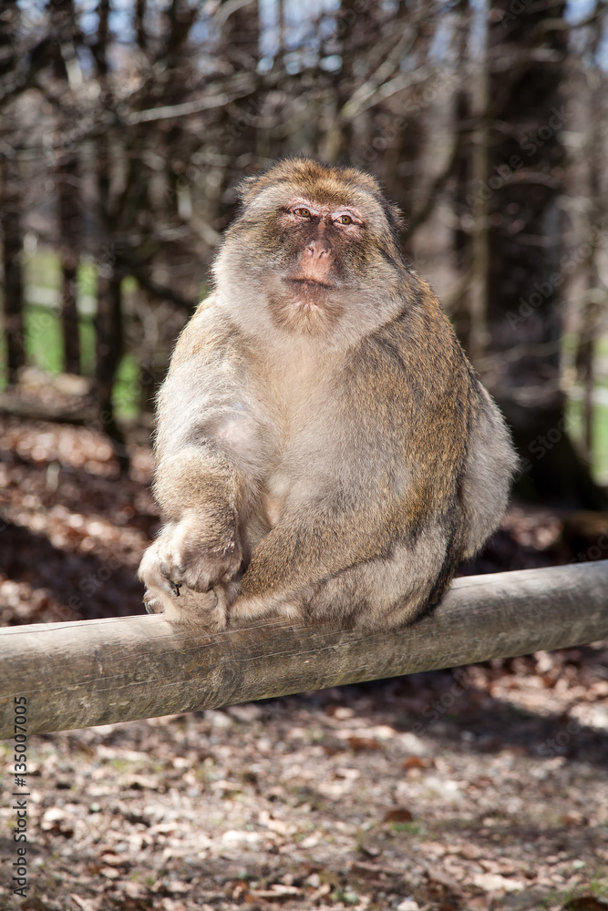 Fototapeta premium Monkey