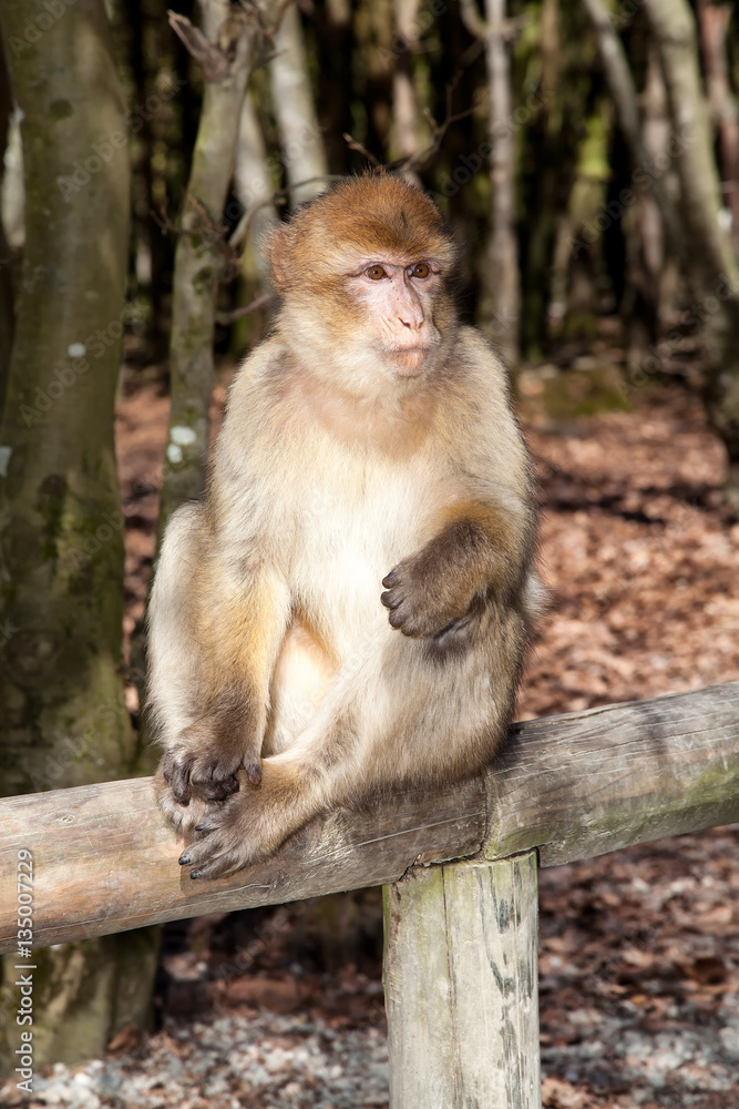 Fototapeta premium Monkey