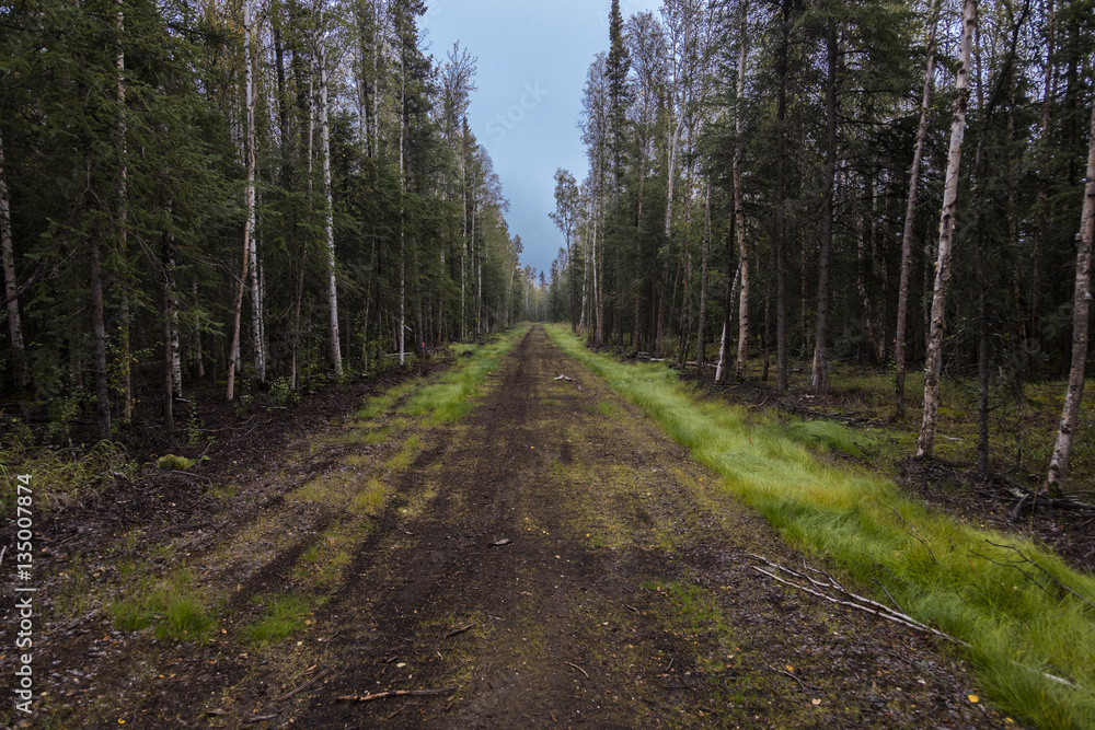 August 26, 2016 - Dirt road through the center of an Alaskan forest