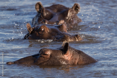 Trio of Hippos in River