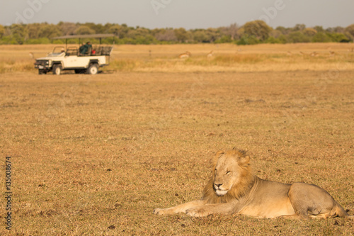 Young Adult Male Lion with Safari Vehicle in Background
