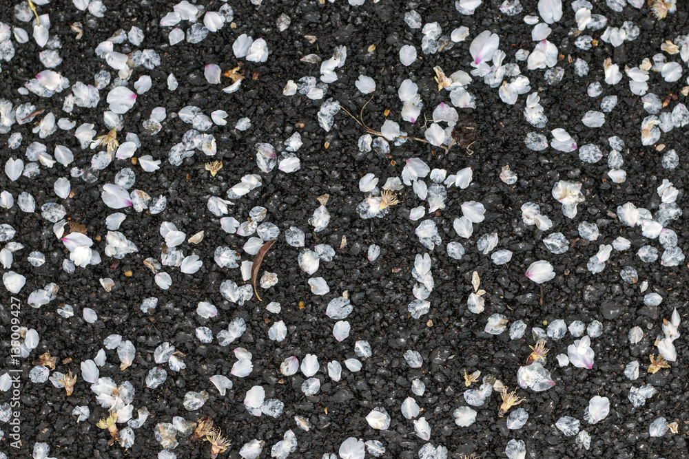 almond tree petals almond tree petals