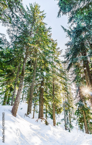 Spruce trees covered with snow in the winter forest