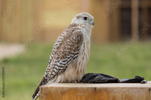 Falcon  photo