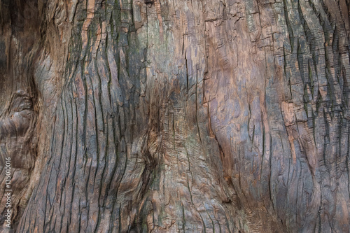 Background of tree bark surface cracks. texture in wooden nature.