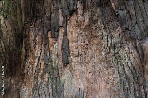 Background of tree bark surface cracks. texture in wooden nature.