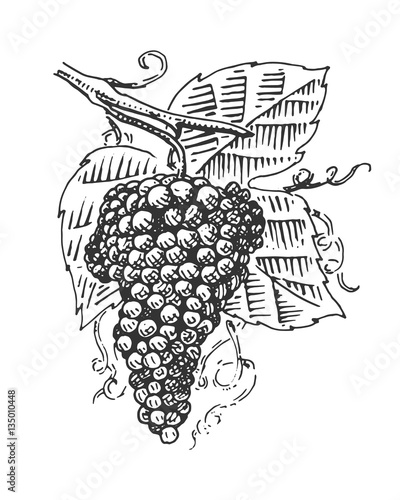 grape with leaves for wine engraved illustration in old vintage style, hand drawn