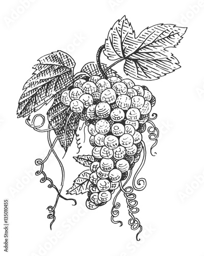 grape with leaves for wine engraved illustration in old vintage style, hand drawn