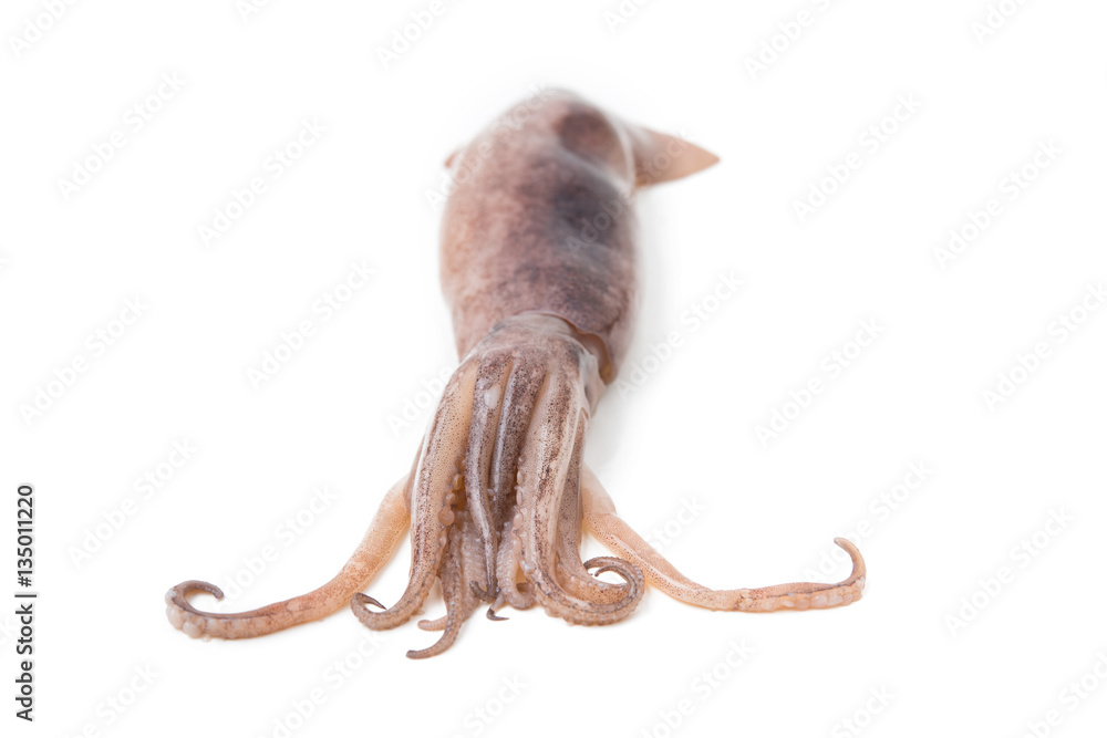Fototapeta premium fresh squid isolated on white