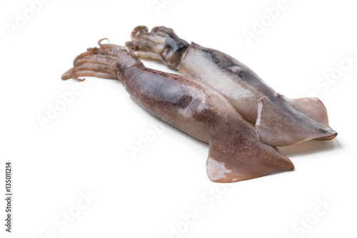 fresh squid isolated on white © antpkr