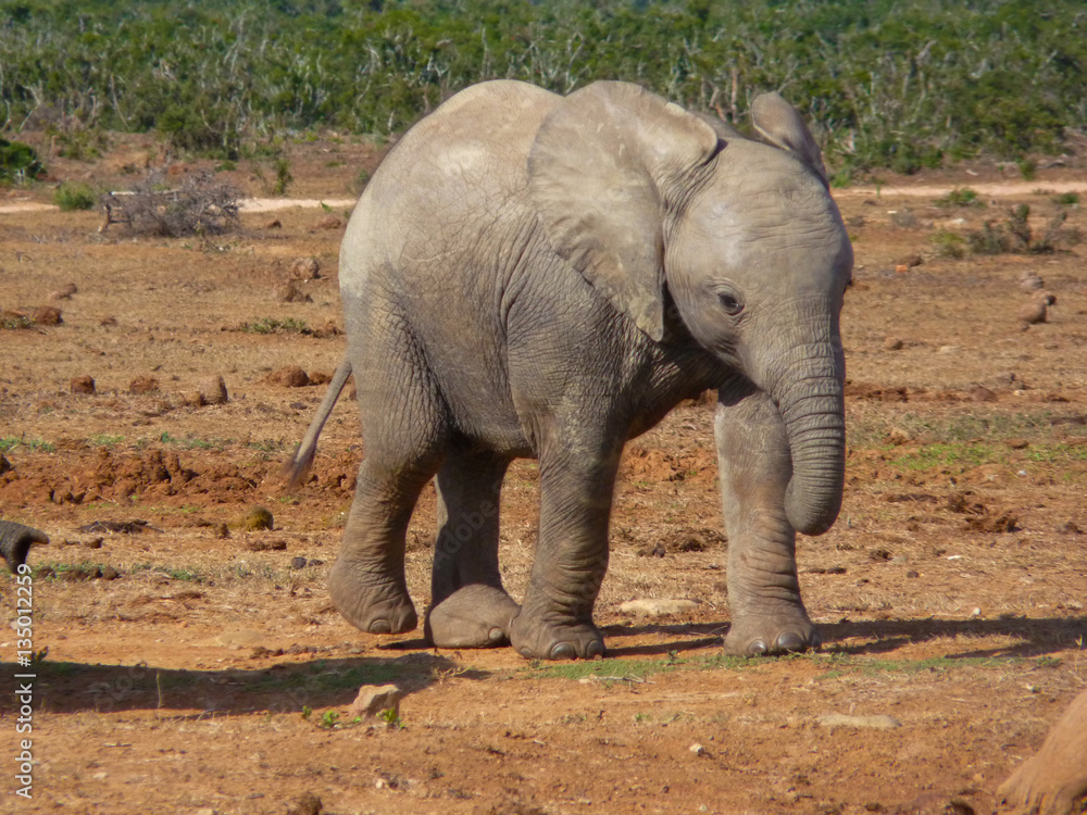 Cute baby elephant in Addo Elephants National Park South Africa.