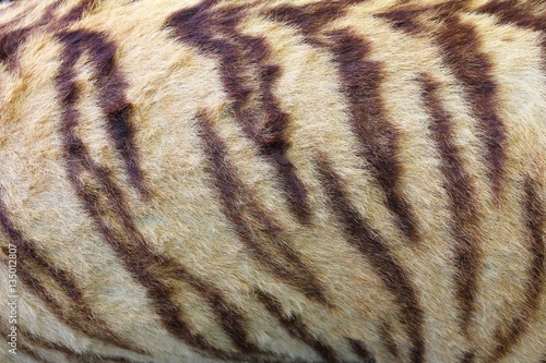 Tiger fur background