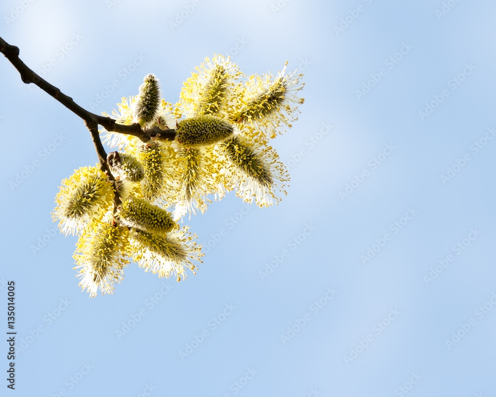 spring willow catkins branch in blossom against blue sky spring willow catkins branch in blossom against blue sky