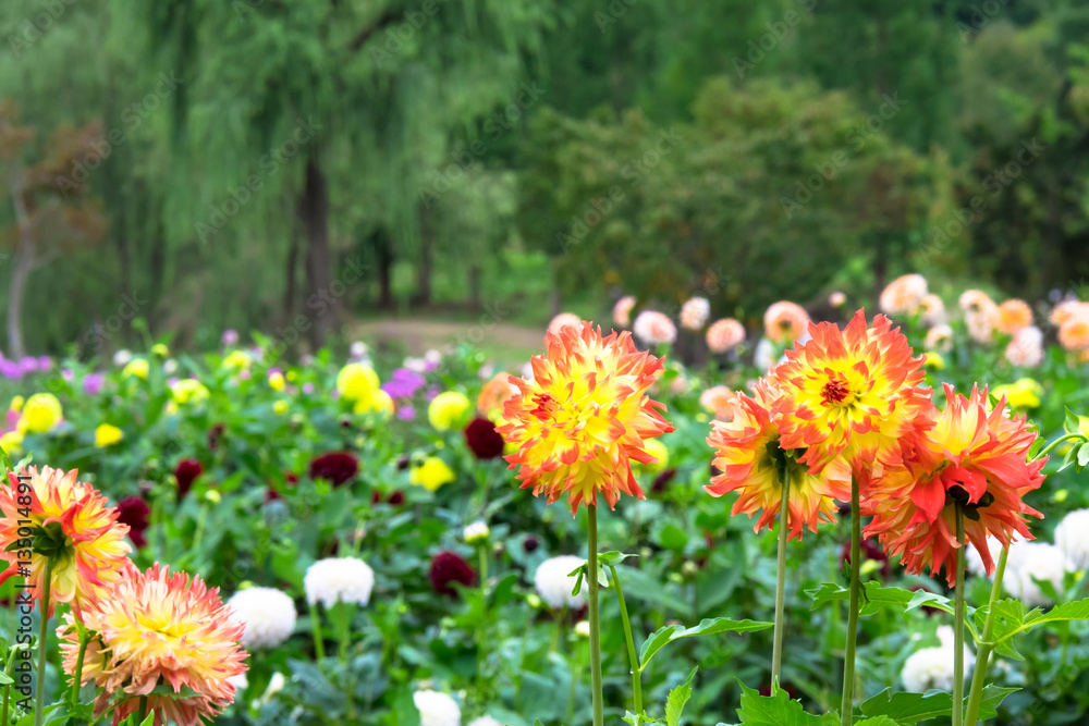 Obraz premium ダリヤの花壇