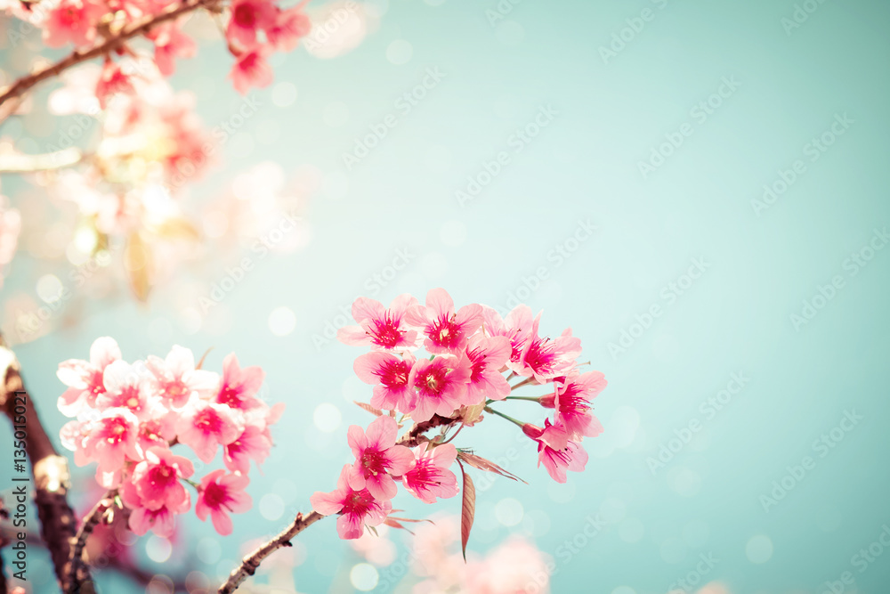 Close-up of beautiful vintage sakura tree flower (cherry blossom) in spring. vintage color tone style.