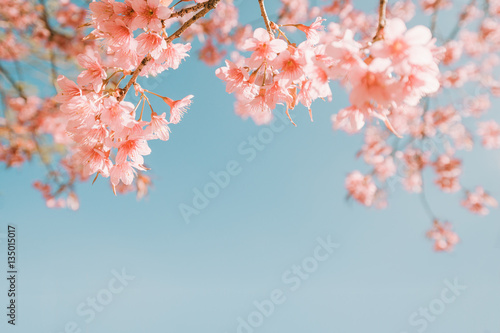 Foto beautiful vintage sakura flower (cherry blossom) in spring