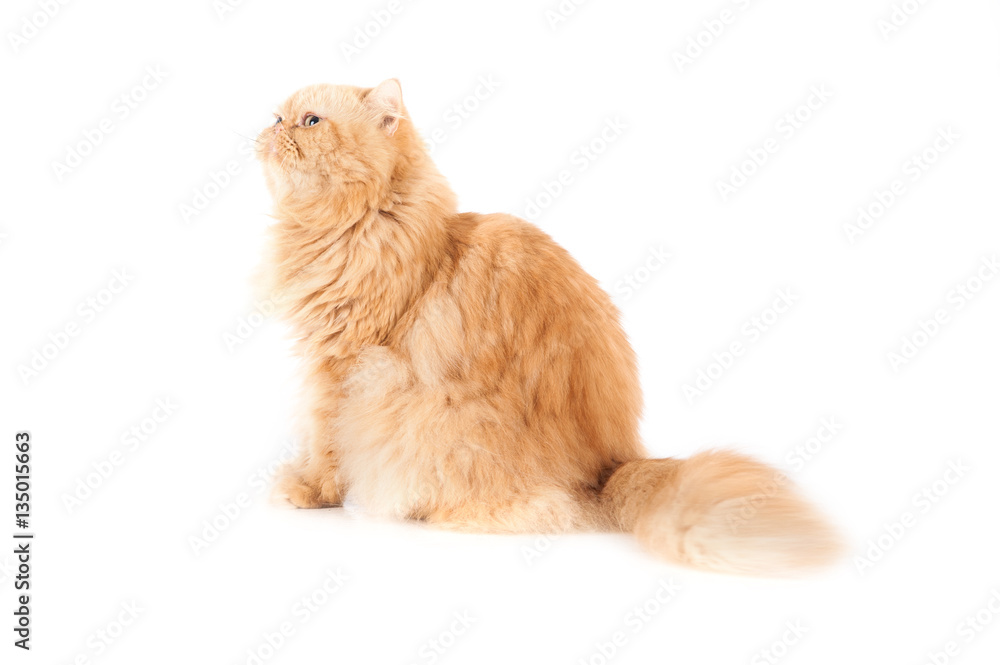 Cat, orange Persian cat On a white background