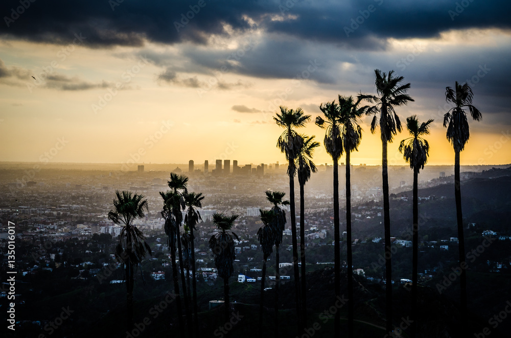 Fotografie Palms Silhouetted against Hollywood