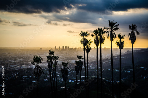 Fototapeta Palms Silhouetted against Hollywood