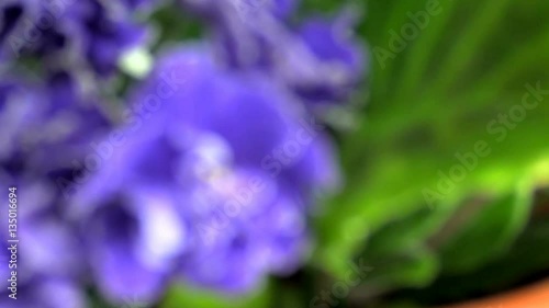 Flowers purple violets closeup photo