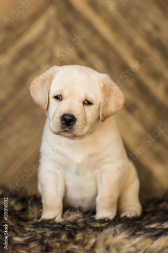 Labrador puppy, on a brown background
