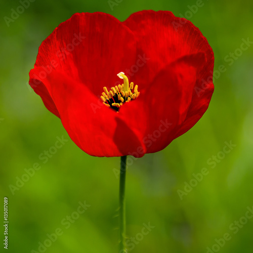 Red Poppy 