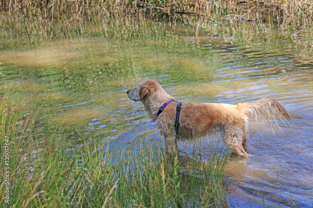 Golden retriever dog looking for fowl to retrieve Golden retriever dog looking for fowl to retrieve