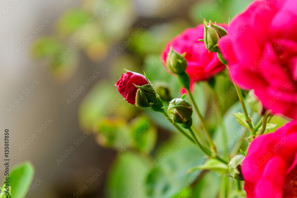 rose with blurry foreground and blurry background rose with blurry foreground and blurry background