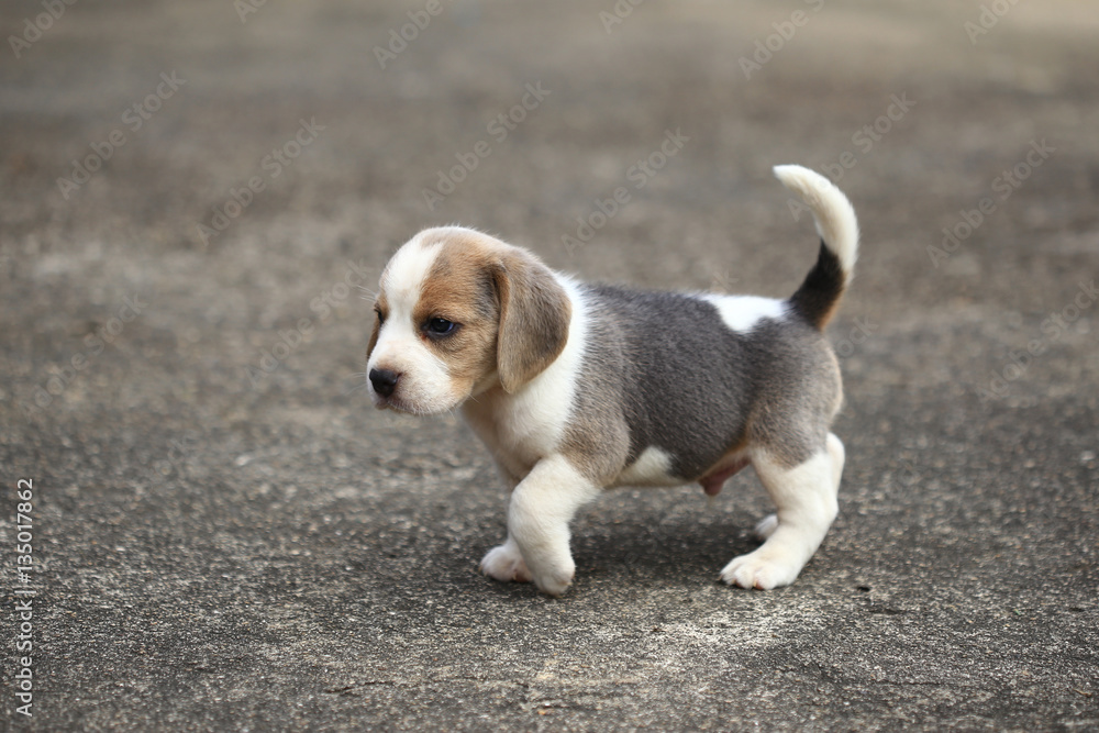 purebred beagle puppy is learning the world in first time