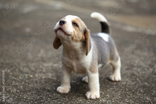 Canvas Print purebred beagle puppy is learning the world in first time