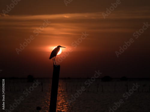 Little Chinese egret bird perched on a dry bamboo , in sunset li