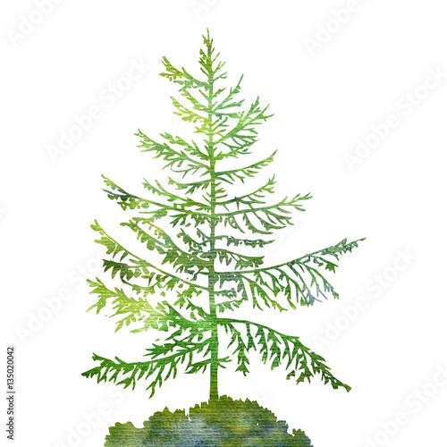 silhouette of fir tree