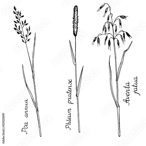 Fototapeta Naklejka Na Ścianę i Meble -  vector ink drawing plants