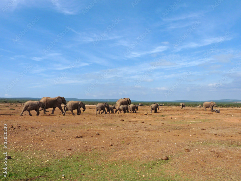 Group elephants walking towards a water pool Group elephants walking towards a water pool