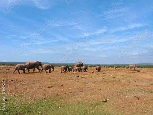 Group elephants walking towards a water pool