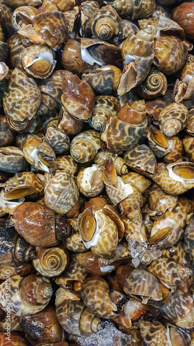 Piles of River Snails for Sale in a Market in Thailand