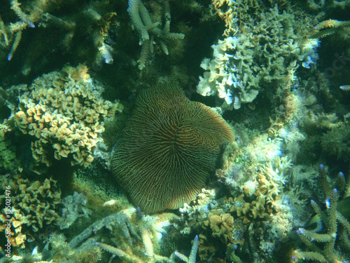 under water, ocean, sea, coral