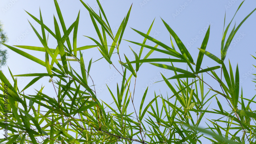 Fototapeta premium bamboo leaves on the blue sky background
