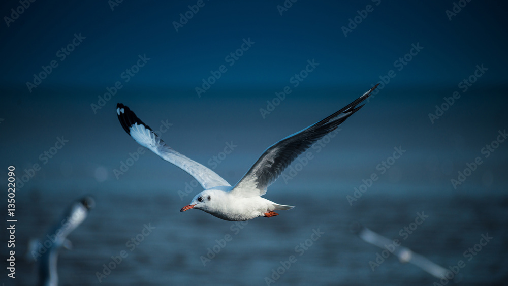 seagull flying in the sky at Bangpu, Thailand. seagull flying in the sky at Bangpu, Thailand.