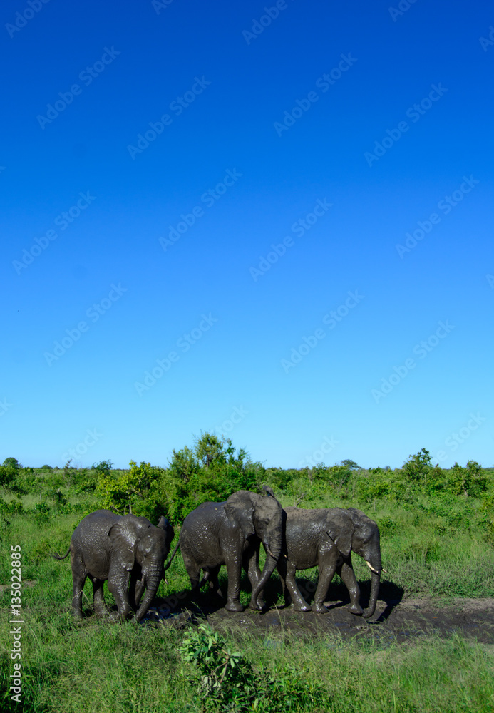 Three elephant bulls enjoying a mudbath, Sabi Sand Game Reserve, South Africa