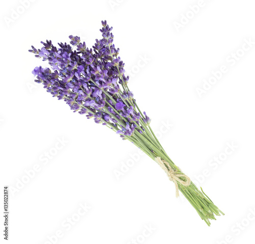 Lavender flowers in closeup. Bunch of lavender flowers isolated over white background.