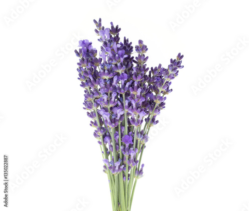 Lavender flowers in closeup. Bunch of lavender flowers on a white background.