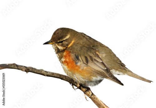 Redwing on branch, song thrush isolated on white, Turdus iliacus photo