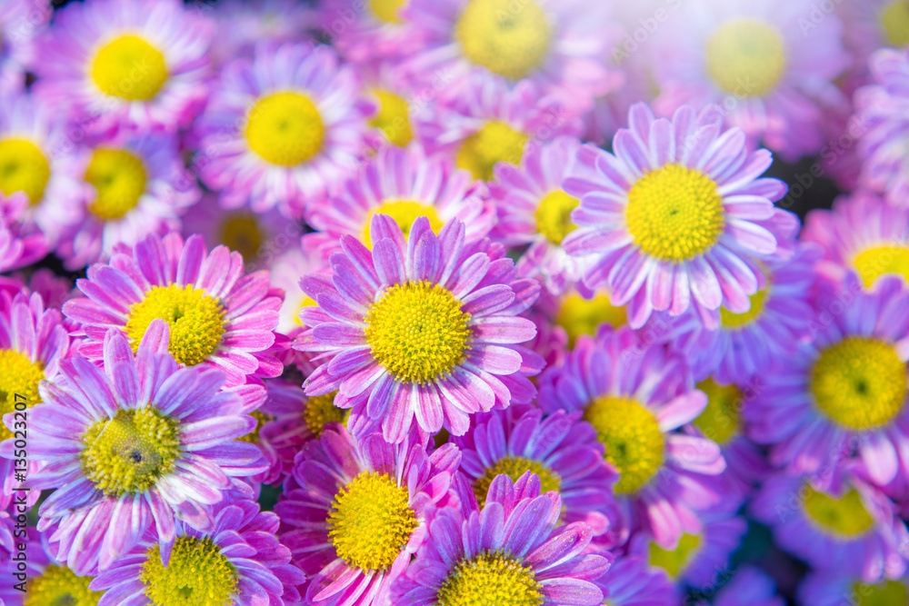 Obraz premium Abstract blur and soft of Purple chrysanthemum flower for background , Floral background for design card