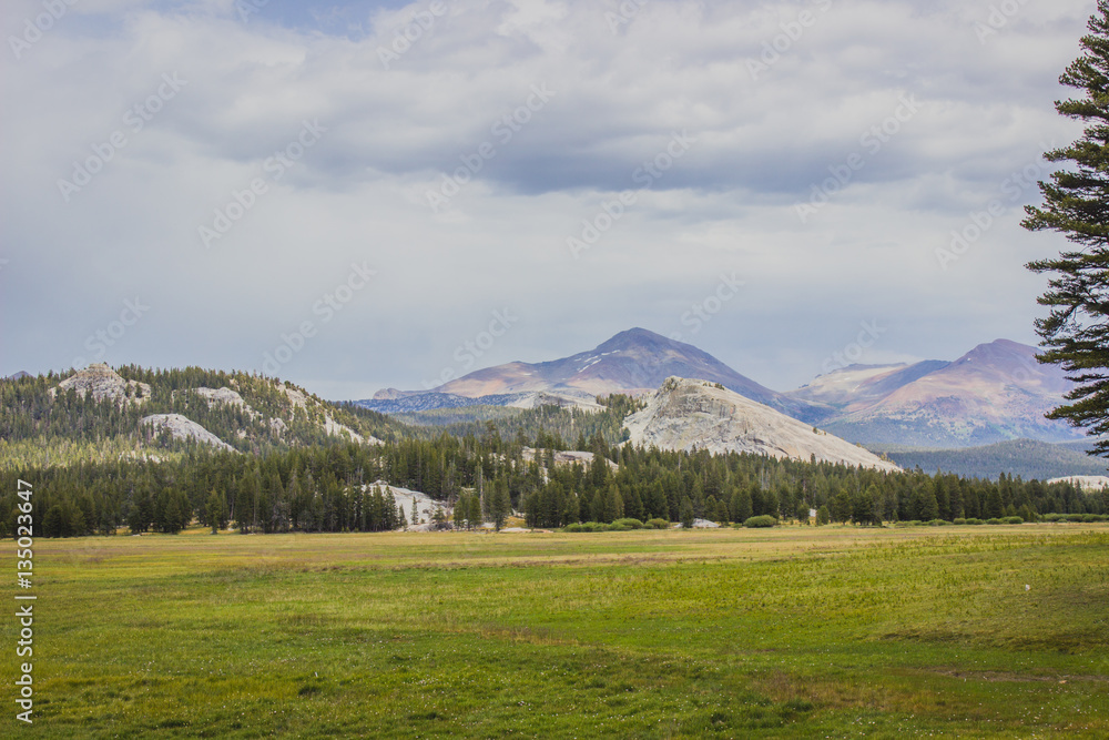Fototapeta premium Meadow Landscape